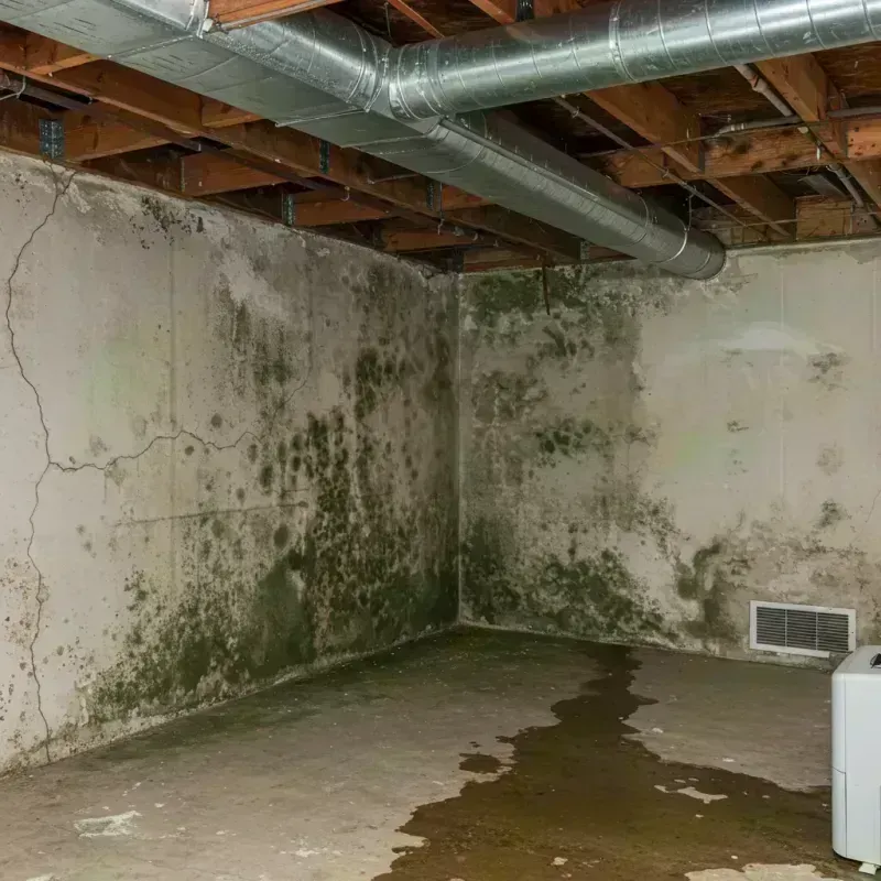 Professional Mold Removal in Hurricane, WV